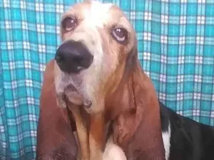 Cachorro raça  idade 6 ou mais anos nome Olga