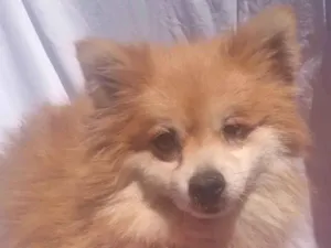 Cachorro raça  idade 6 ou mais anos nome Lyon
