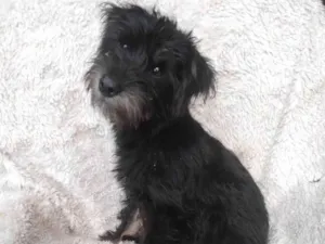 Cachorro raça SRD-ViraLata idade 2 a 6 meses nome Ginko