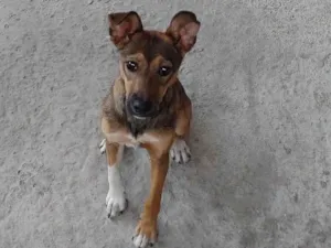 Cachorro raça SRD-ViraLata idade 1 ano nome Cacau