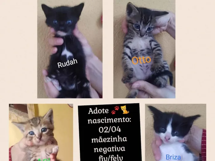 Gato ra a SRD idade Abaixo de 2 meses nome Gatinhos negativos fiv/felv