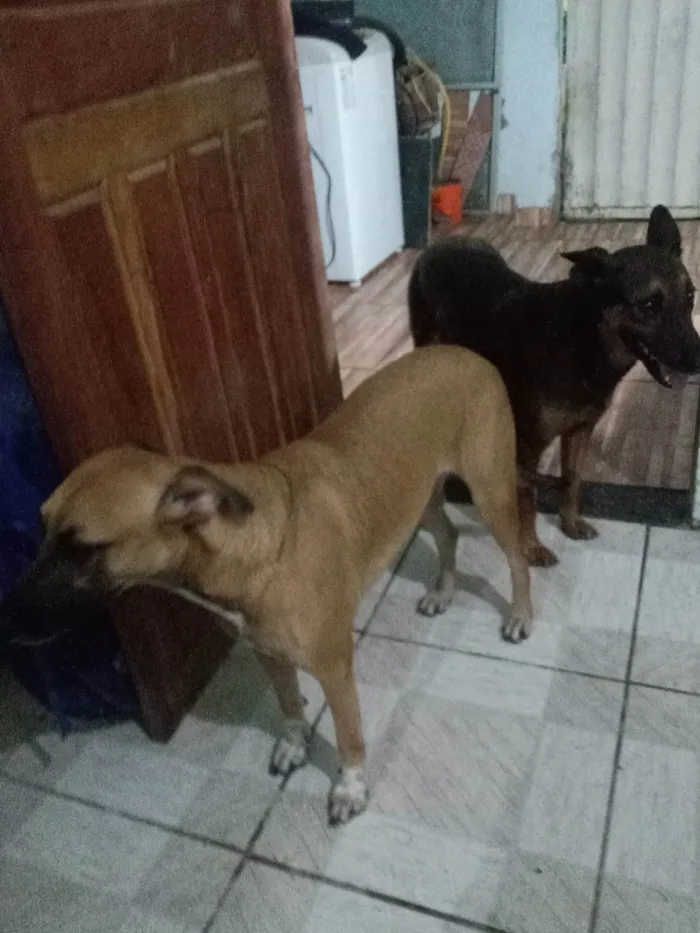 Cachorro ra a Caramelo e marrom idade 2 anos nome Lua e lara