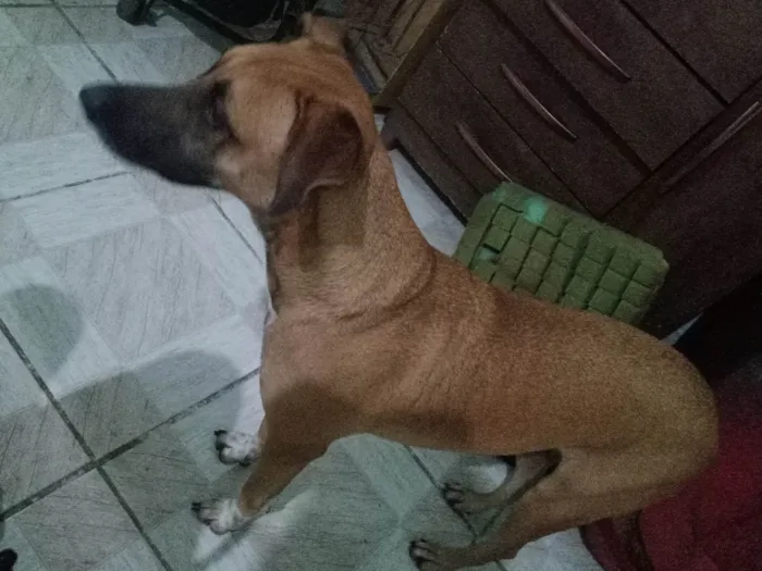 Cachorro ra a Caramelo e marrom idade 2 anos nome Lua e lara