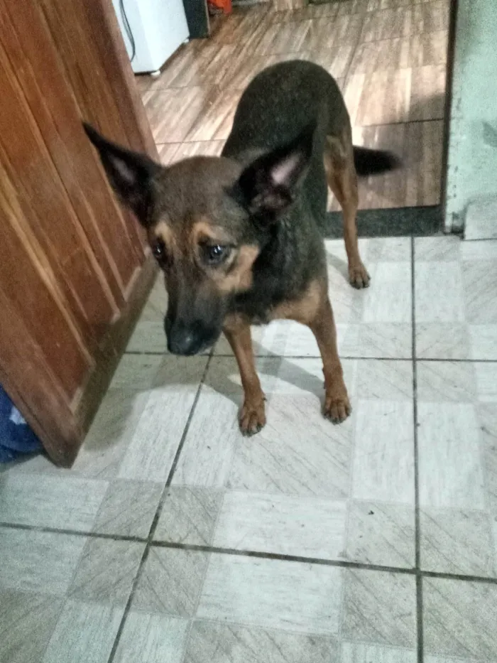 Cachorro ra a Caramelo e marrom idade 2 anos nome Lua e lara