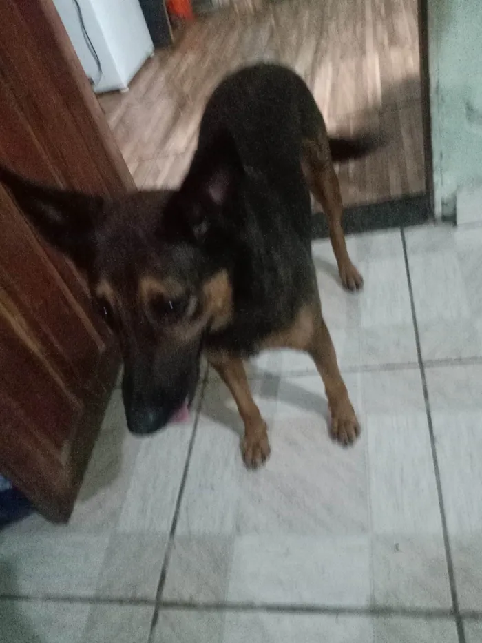 Cachorro ra a Caramelo e marrom idade 2 anos nome Lua e lara