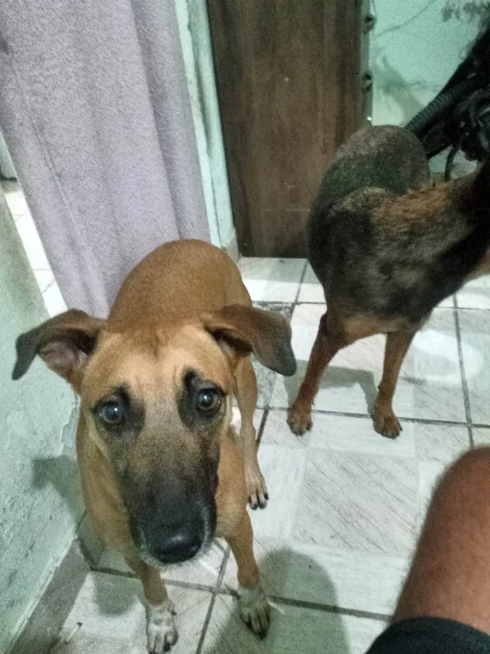 Cachorro ra a Caramelo e marrom idade 2 anos nome Lua e lara