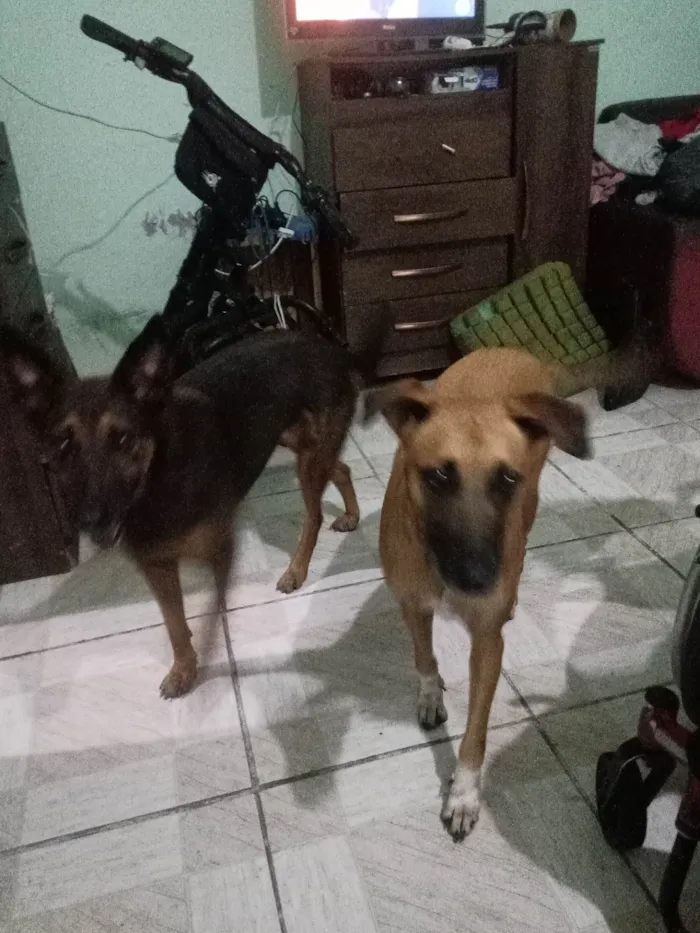 Cachorro ra a Caramelo e marrom idade 2 anos nome Lua e lara