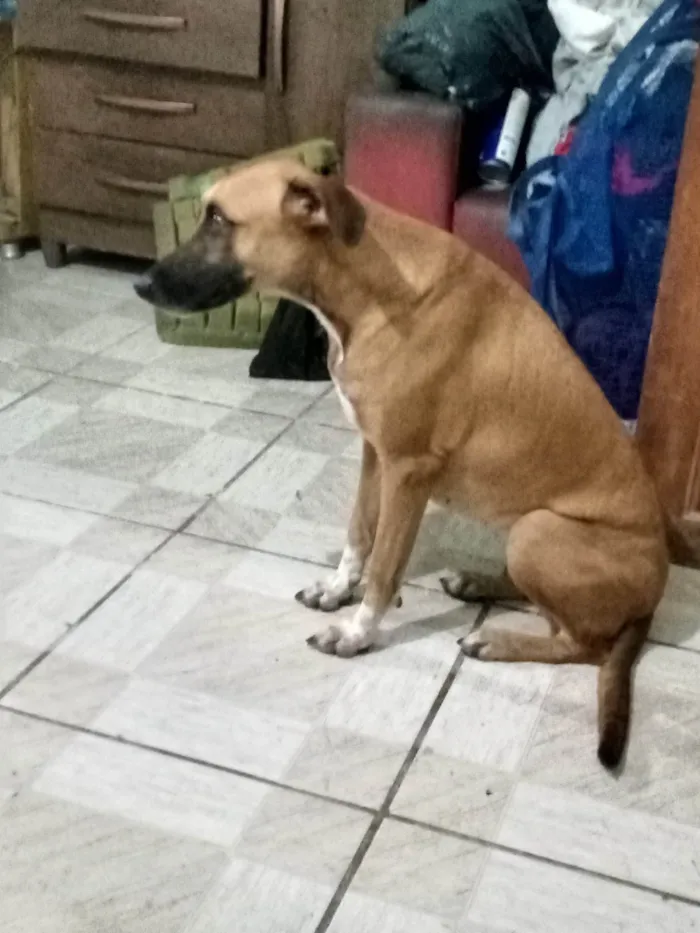 Cachorro ra a Caramelo idade 2 anos nome Lua