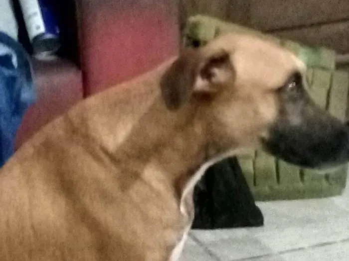 Cachorro ra a Caramelo idade 2 anos nome Lua