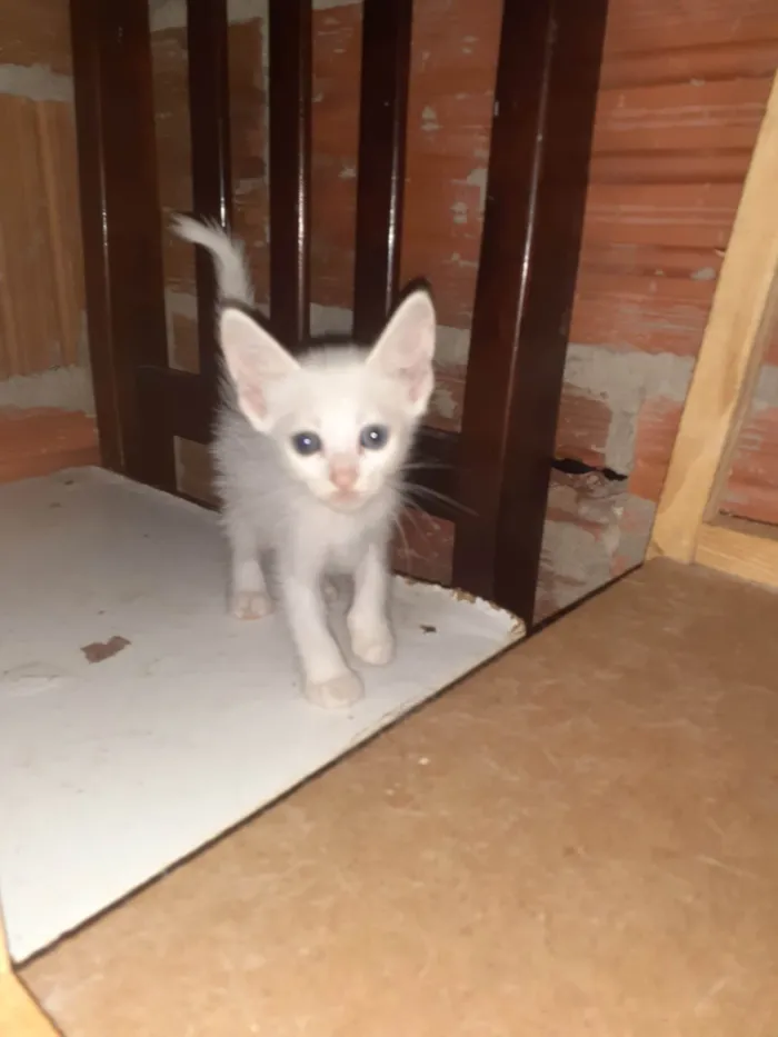 Gato raça  idade Abaixo de 2 meses nome Não tem