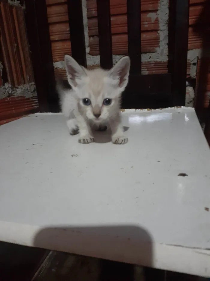 Gato raça SRD-ViraLata idade Abaixo de 2 meses nome Não tem