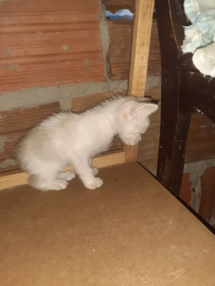 Gato raça SRD-ViraLata idade Abaixo de 2 meses nome Não tem