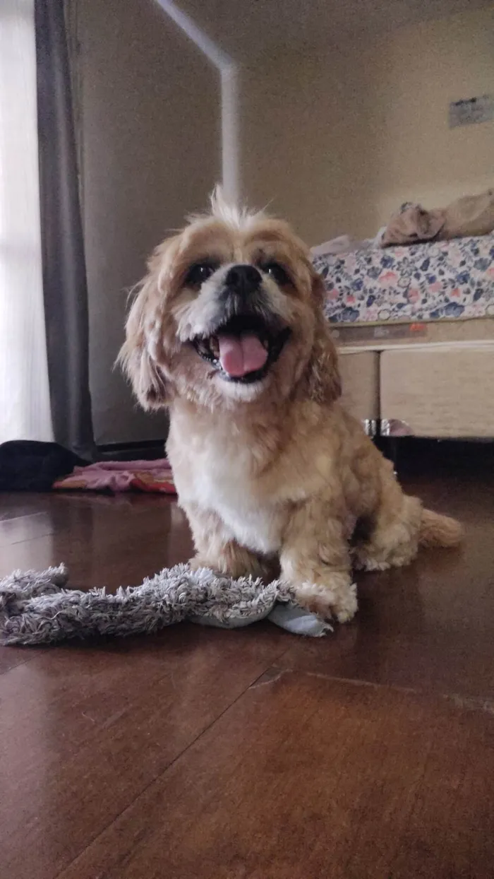 Cachorro ra a Lhasa apso  idade 6 ou mais anos nome Dodó 