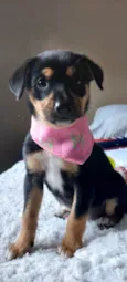 Florzinha