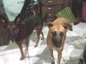 Cachorro raça Caramelo e marrom idade 2 anos nome Lua e lara