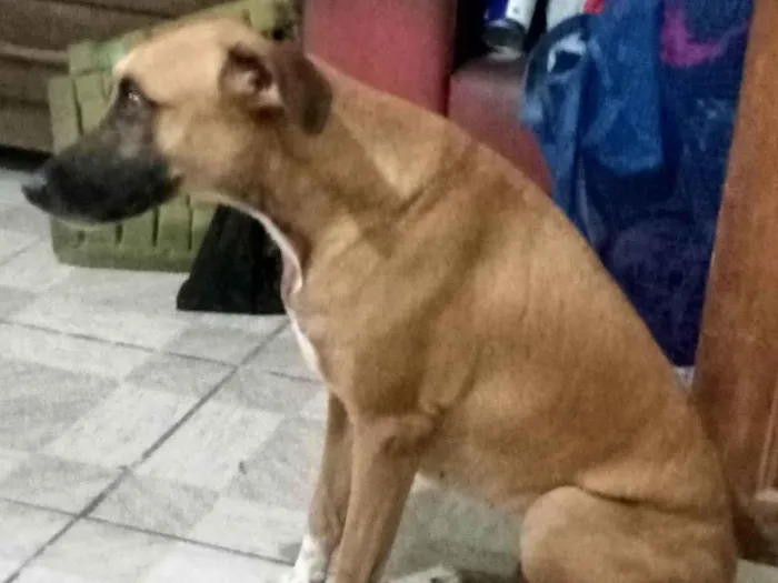 Cachorro ra a Caramelo idade 2 anos nome Lua