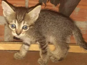 Gato raça SRD-ViraLata idade Abaixo de 2 meses nome Não tem