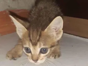 Gato raça SRD-ViraLata idade Abaixo de 2 meses nome Não tem