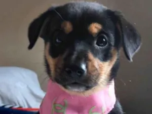 Cachorro raça SRD-ViraLata idade Abaixo de 2 meses nome Florzinha 