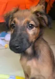 Cachorro raça SRD-ViraLata idade 2 a 6 meses nome Sem Nome 