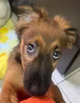 Cachorro raça SRD-ViraLata idade 2 a 6 meses nome Sem Nome 