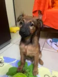 Cachorro raça SRD-ViraLata idade 2 a 6 meses nome Sem Nome 