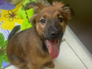 Cachorro raça SRD-ViraLata idade 2 a 6 meses nome Sem Nome 