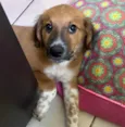 Cachorro raça SRD-ViraLata idade 2 a 6 meses nome Sem Nome 