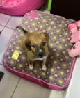 Cachorro raça SRD-ViraLata idade 2 a 6 meses nome Sem Nome 