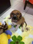 Cachorro raça SRD-ViraLata idade 2 a 6 meses nome Sem Nome 