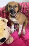 Cachorro raça SRD-ViraLata idade 2 a 6 meses nome Sem Nome 
