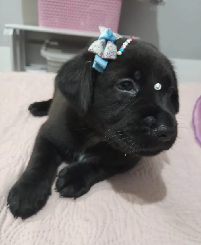 Cachorro ra a SRD-ViraLata idade Abaixo de 2 meses nome Filhotes 40 dias