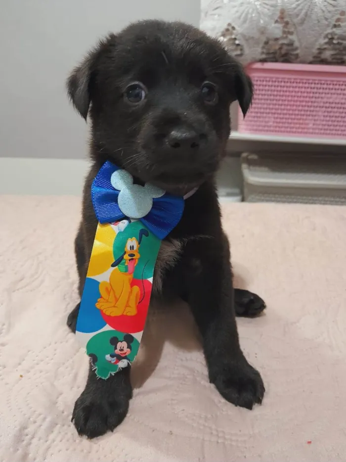 Cachorro ra a SRD-ViraLata idade Abaixo de 2 meses nome Filhotes 40 dias