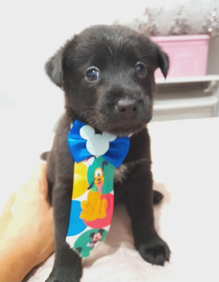 Cachorro ra a SRD-ViraLata idade Abaixo de 2 meses nome Filhotes 40 dias