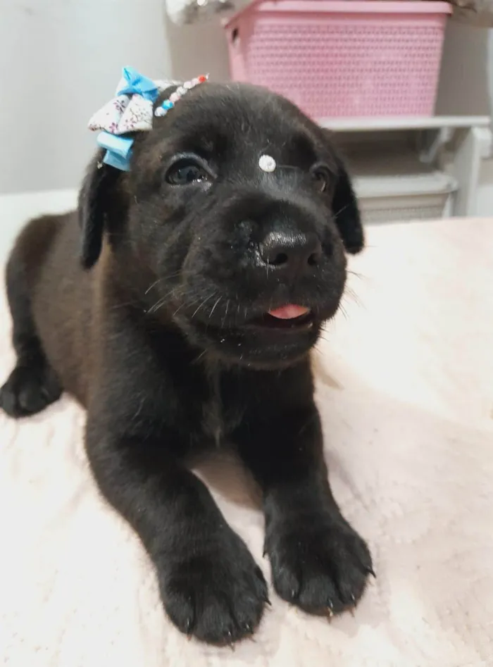 Cachorro ra a SRD-ViraLata idade Abaixo de 2 meses nome Filhotes 40 dias