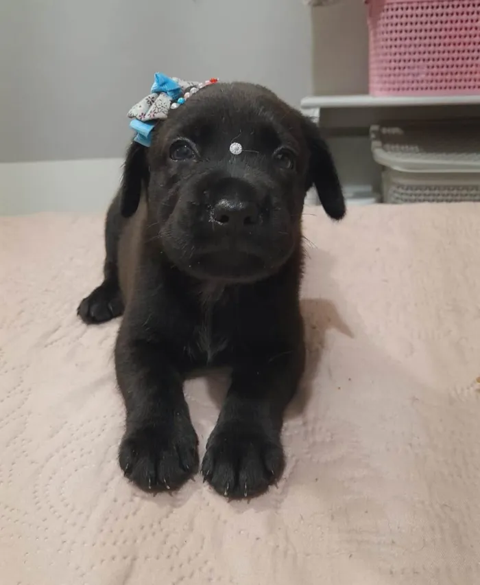 Cachorro ra a SRD-ViraLata idade Abaixo de 2 meses nome Filhotes 40 dias