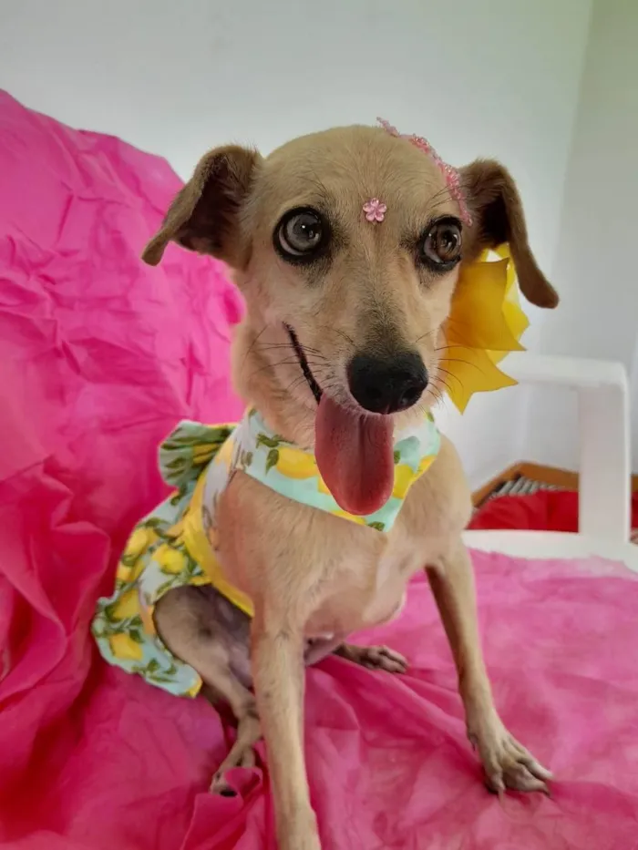 Cachorro ra a SRD-ViraLata idade 6 ou mais anos nome Nina