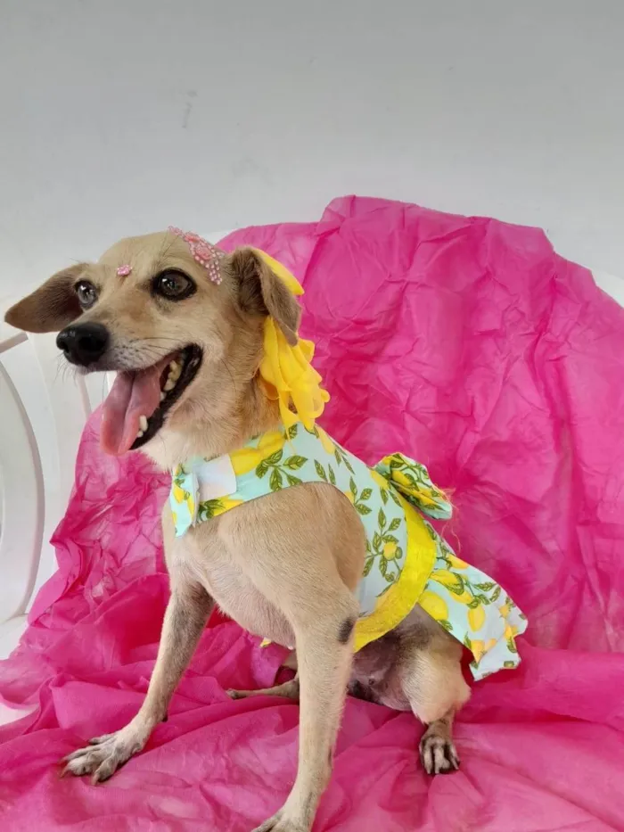 Cachorro ra a SRD-ViraLata idade 6 ou mais anos nome Nina