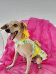 Nina