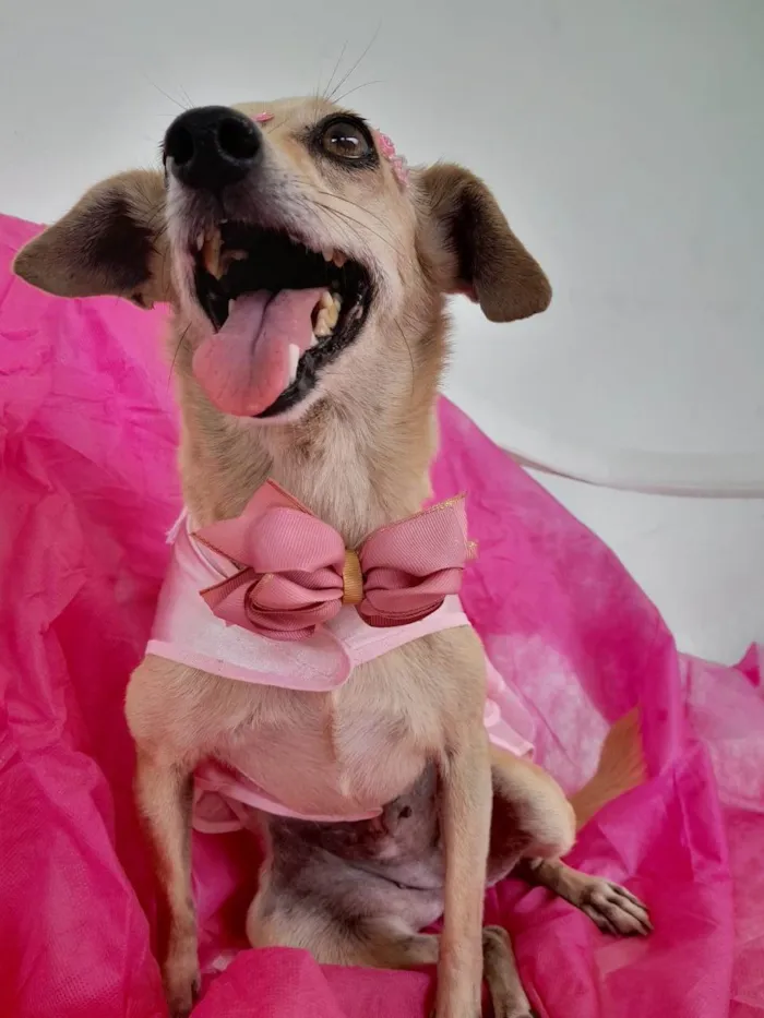 Cachorro ra a SRD-ViraLata idade 6 ou mais anos nome Nina