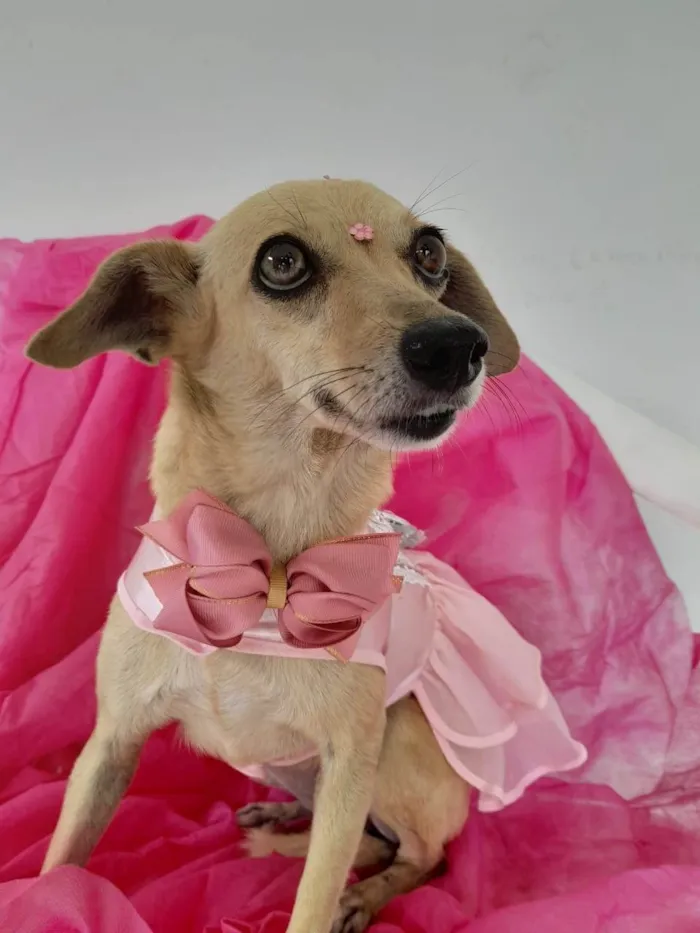 Cachorro ra a SRD-ViraLata idade 6 ou mais anos nome Nina