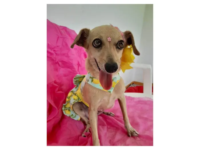Cachorro ra a SRD-ViraLata idade 6 ou mais anos nome Nina