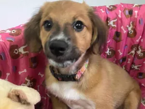Cachorro raça SRD-ViraLata idade 2 a 6 meses nome Sem Nome 