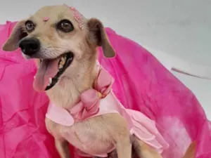 Cachorro raça SRD-ViraLata idade 6 ou mais anos nome Nina