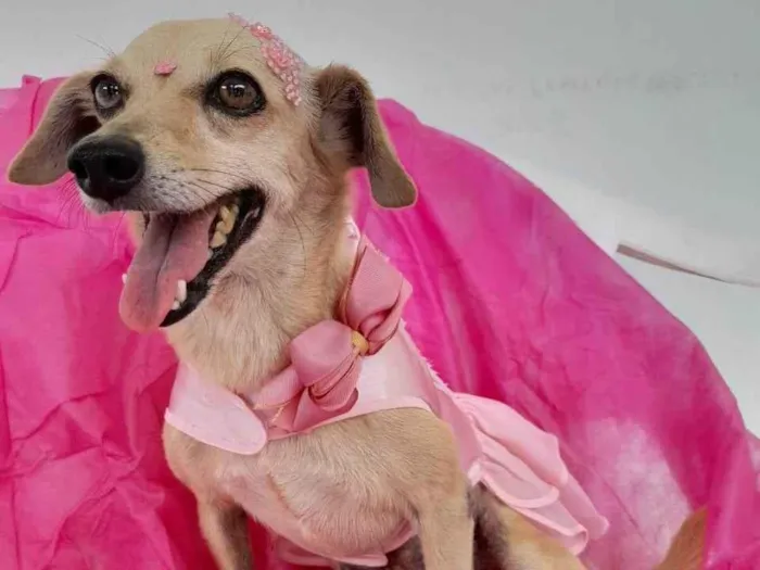 Cachorro ra a SRD-ViraLata idade 6 ou mais anos nome Nina