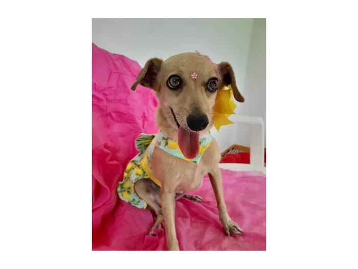 Cachorro ra a SRD-ViraLata idade 6 ou mais anos nome Nina