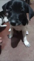 Cara preta