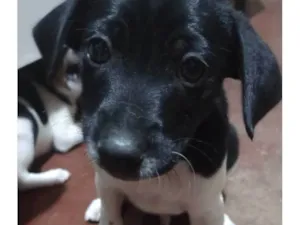 Cachorro raça Vira lata idade Abaixo de 2 meses nome Cara preta