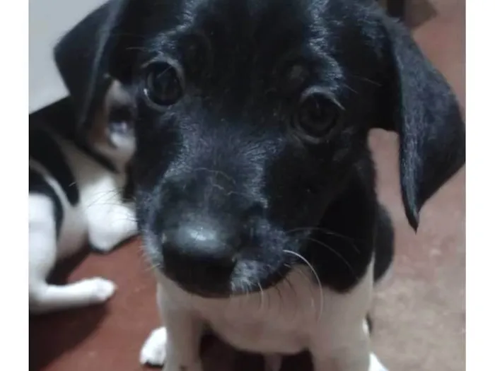 Cachorro ra a Vira lata idade Abaixo de 2 meses nome Cara preta