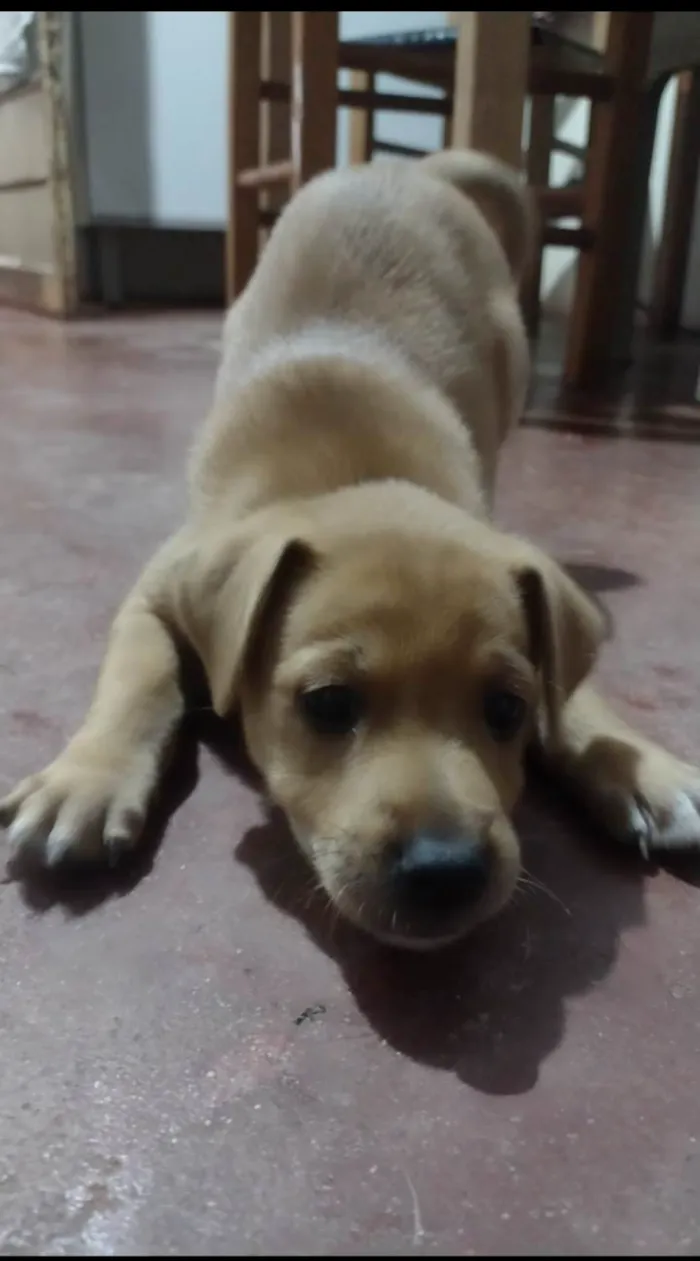 Cachorro ra a Vira lata  idade 2 a 6 meses nome Cravo